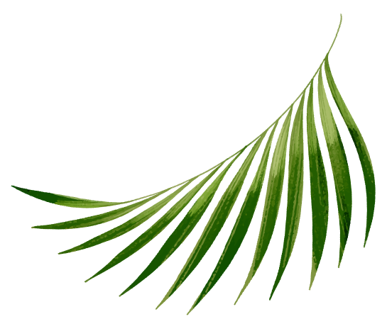 Beauty Coconut esthétique palmier