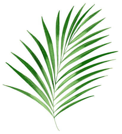 Beauty Coconut esthétique feuille